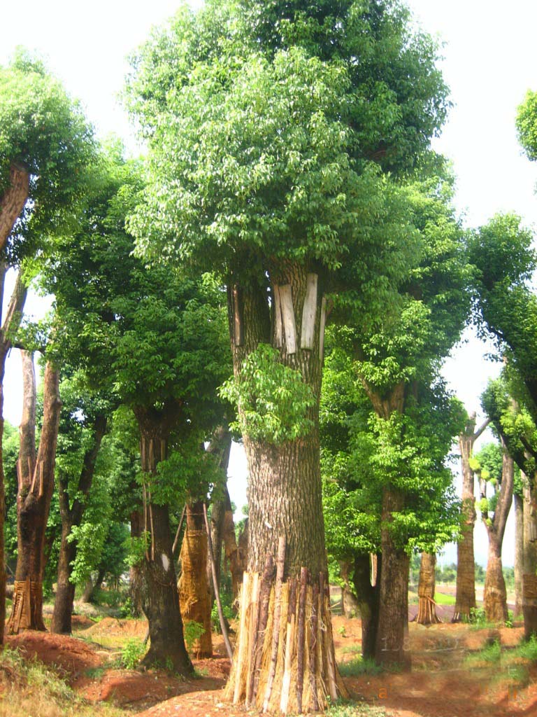 骨架香樟