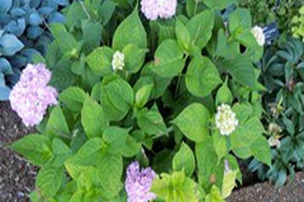 Hydrangea macrophylla \x27Grenan\x27 NANTUCKET BLUE