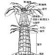 口足類