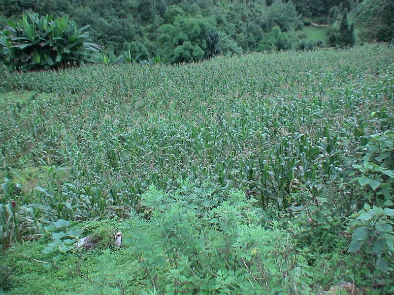 高樓子自然村