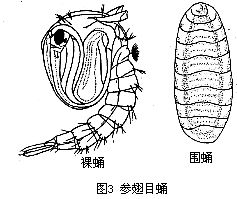 雙翅目(昆蟲綱有翅亞綱下的一目)