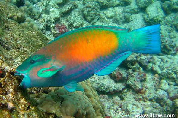 二色大鸚嘴魚