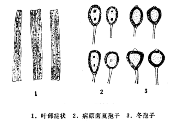 粟鏽病