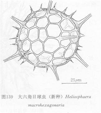 大六角日球蟲