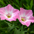 田旋花(扶秧苗)