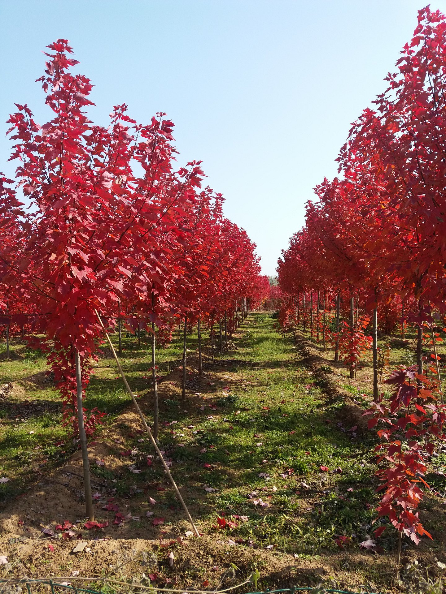 紅冠紅楓