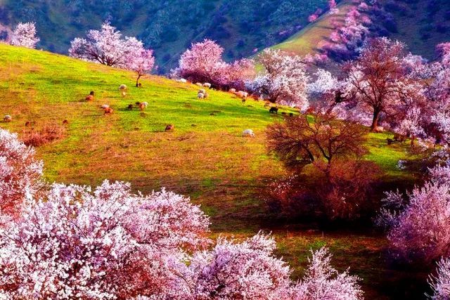 香花山