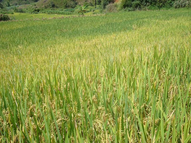 馬飽田村