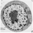 核仁(nucleolus)