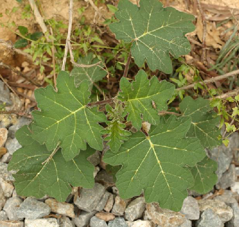 野顛茄