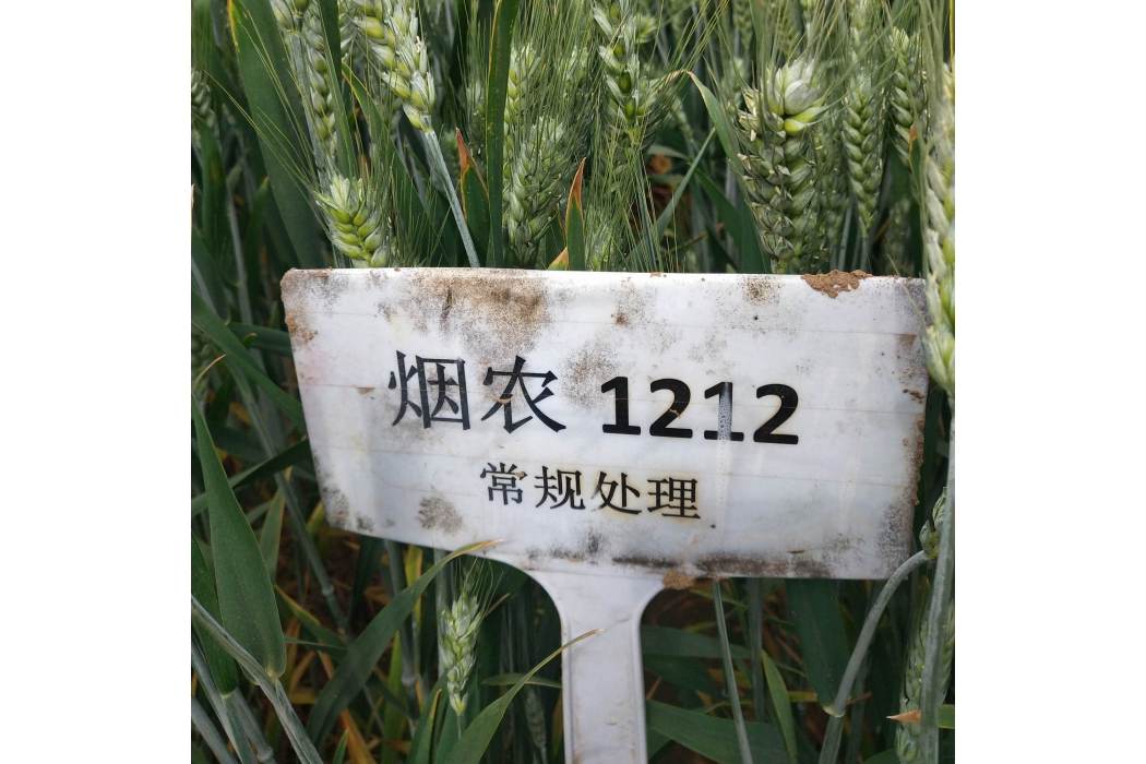 菸農1212