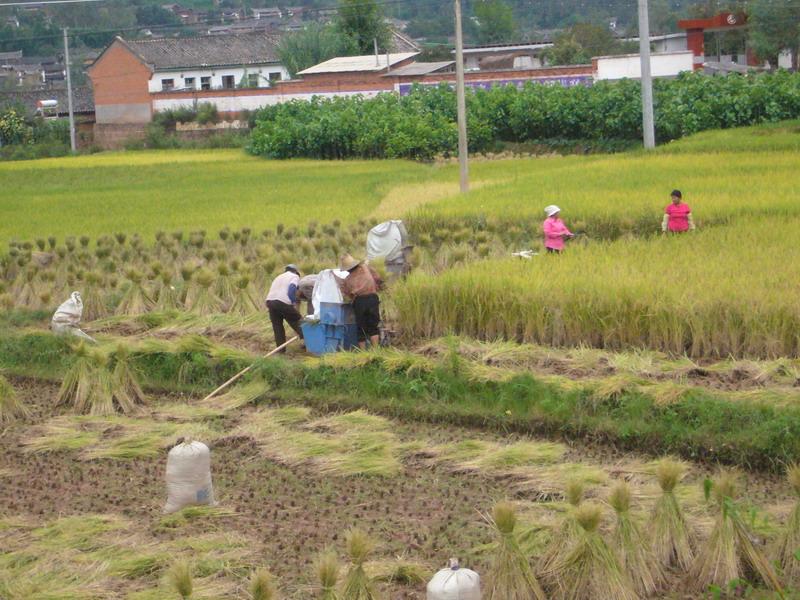 土擺窩村