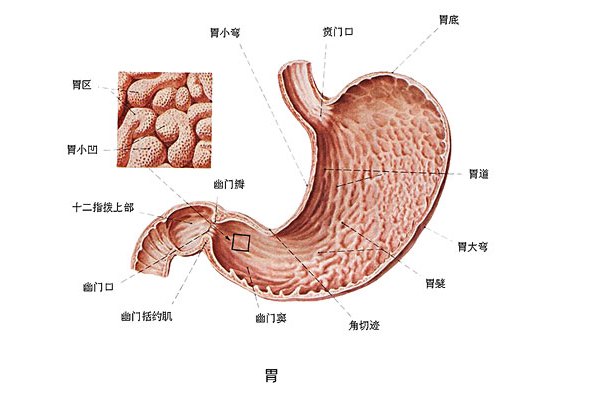 胃水腫