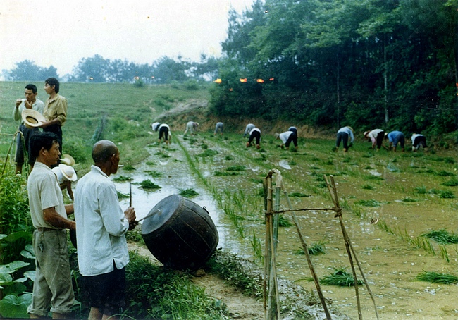 栽秧鑼鼓