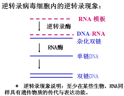 逆轉錄