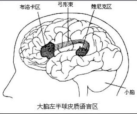 布洛卡區en211