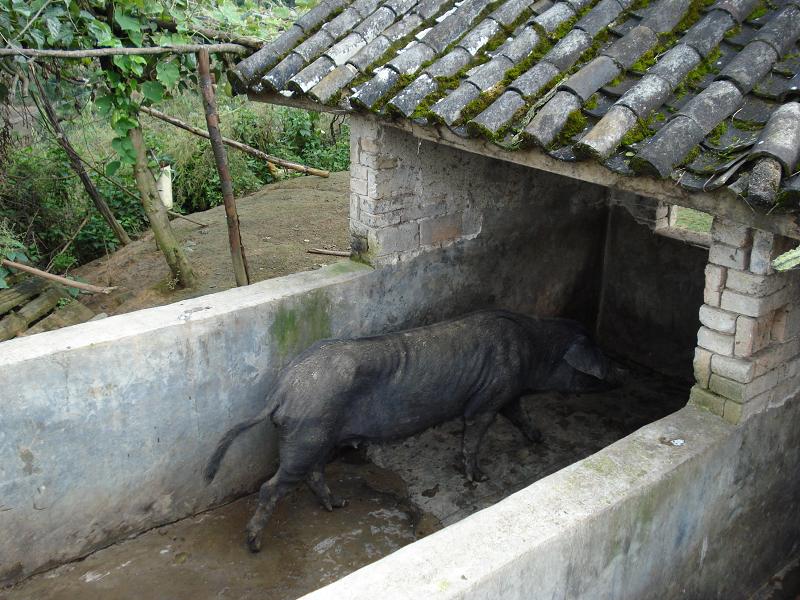 勐麻自然村