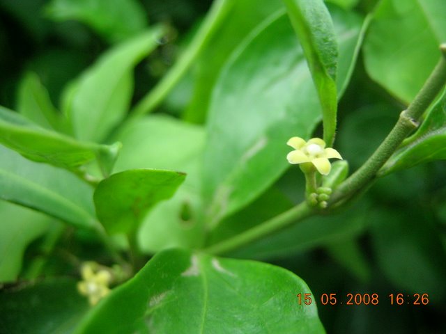 武靴藤(植物)