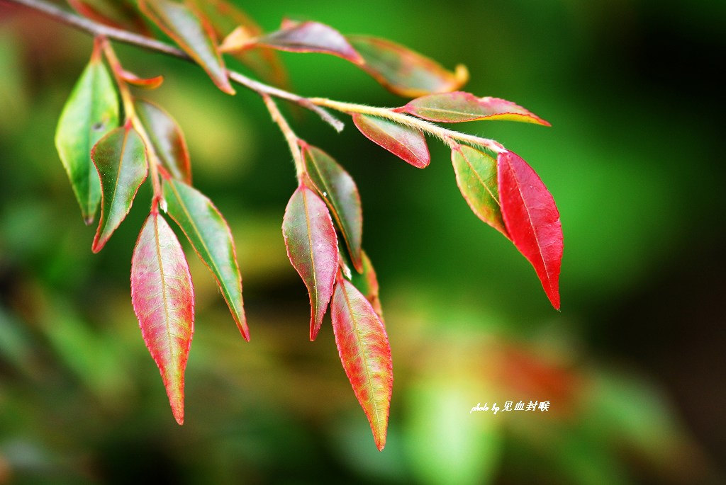 三花連蕊茶