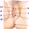 萎縮型外陰白斑