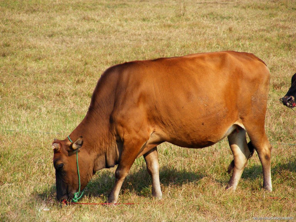 宣漢牛肉