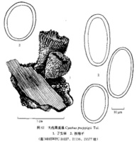 大孢黑蛋巢