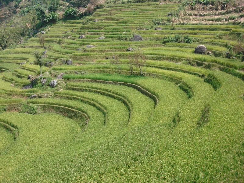 蘆稿村耕地