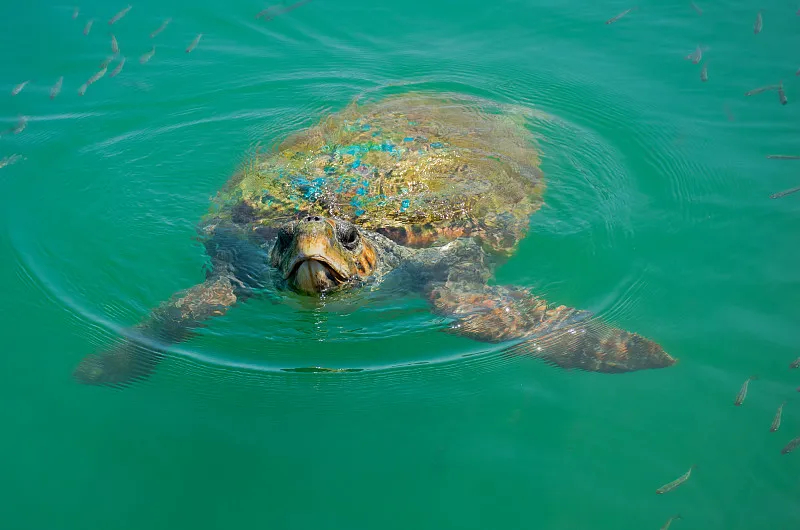 海龜科