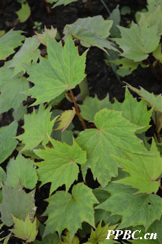 花葉秋海棠 Begonia cathayana