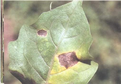 藥用植物白花曼陀羅黑斑病