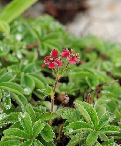 紫花山莓草（原變種）