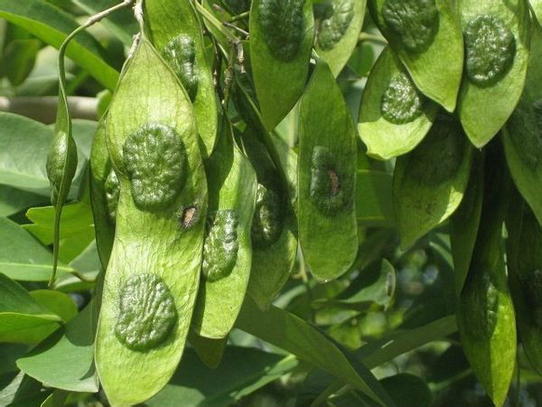 黃花梨（豆科）所結豆莢