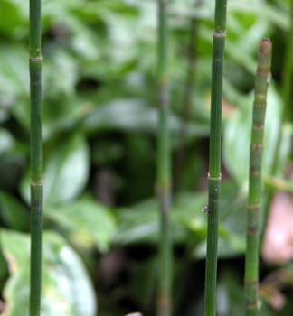 木賊草