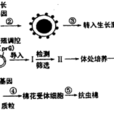 DNA分子雜交原理