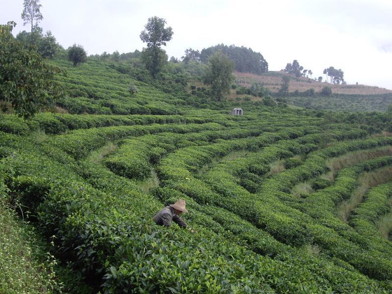 曼毫村茶園