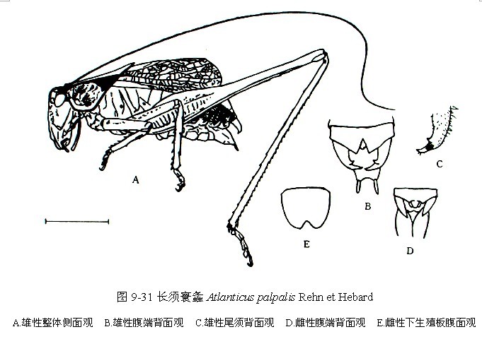 長須寰螽