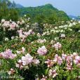 磨盤山國家森林公園