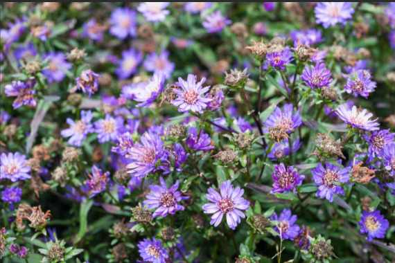 Symphyotrichum novi-belgii \x27Tiny Tot\x27