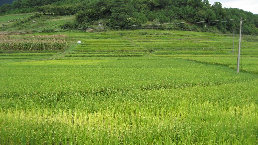 銅廠腳自然村種植業