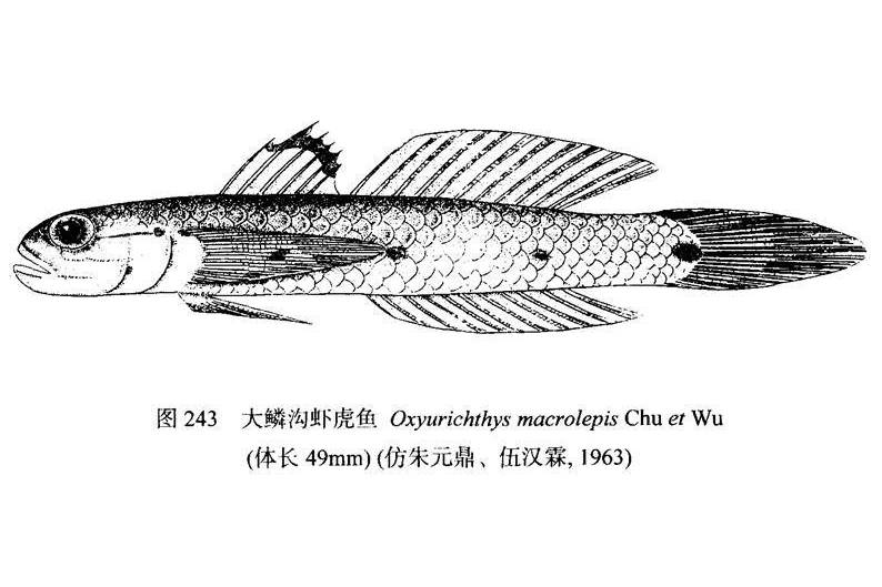 大鱗溝蝦虎魚