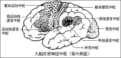 視覺中樞