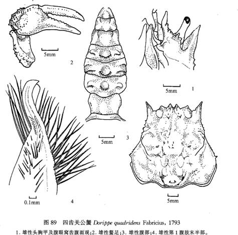 圖1.四齒關公蟹