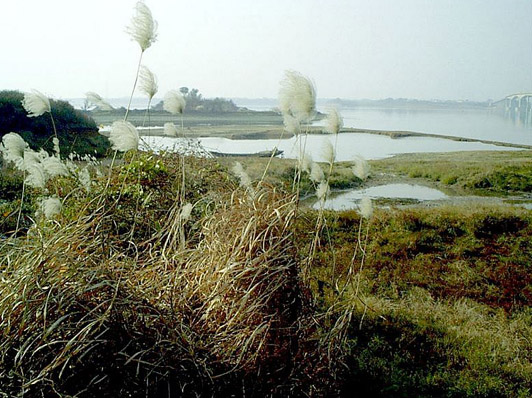 桃江沅江風景區