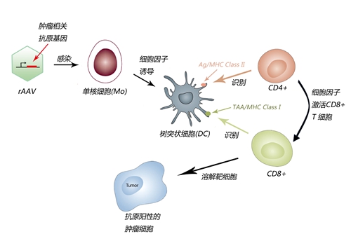 ACTL