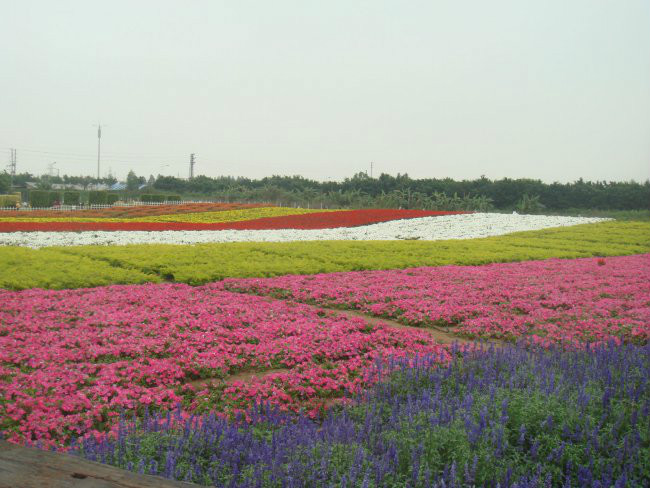 百萬葵園