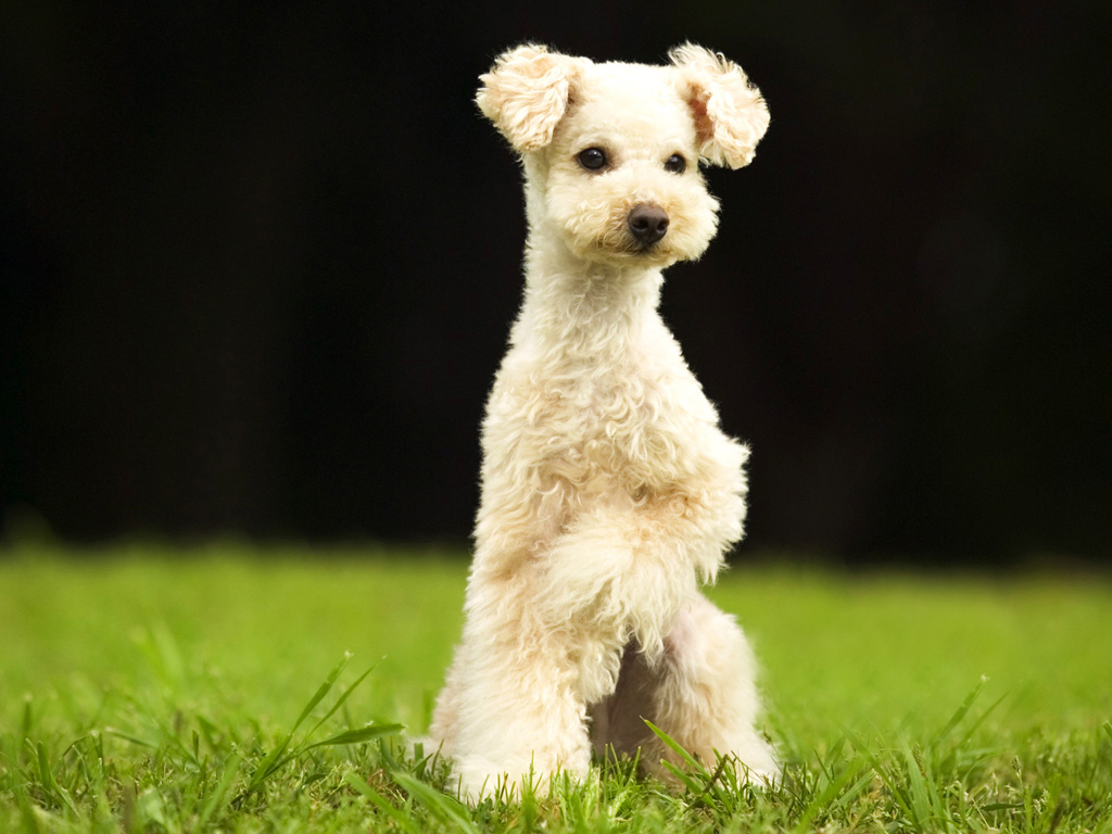 恐犬類動物