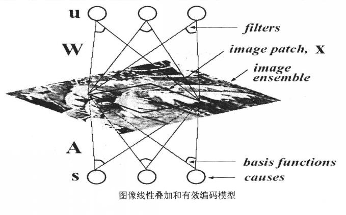 有效編碼假設