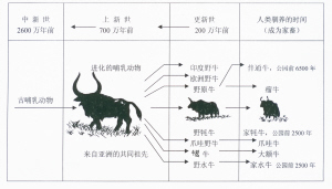 香格里拉氂牛的基本情況