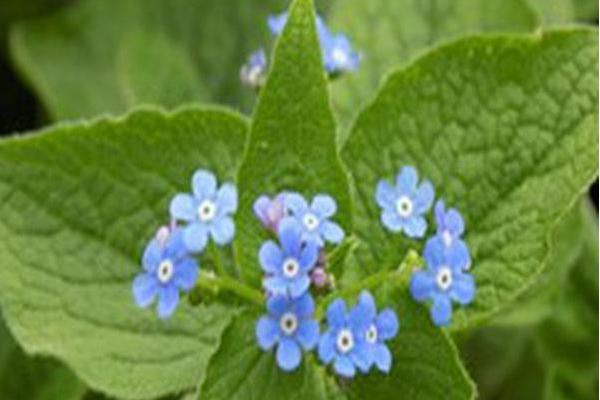 Brunnera macrophylla