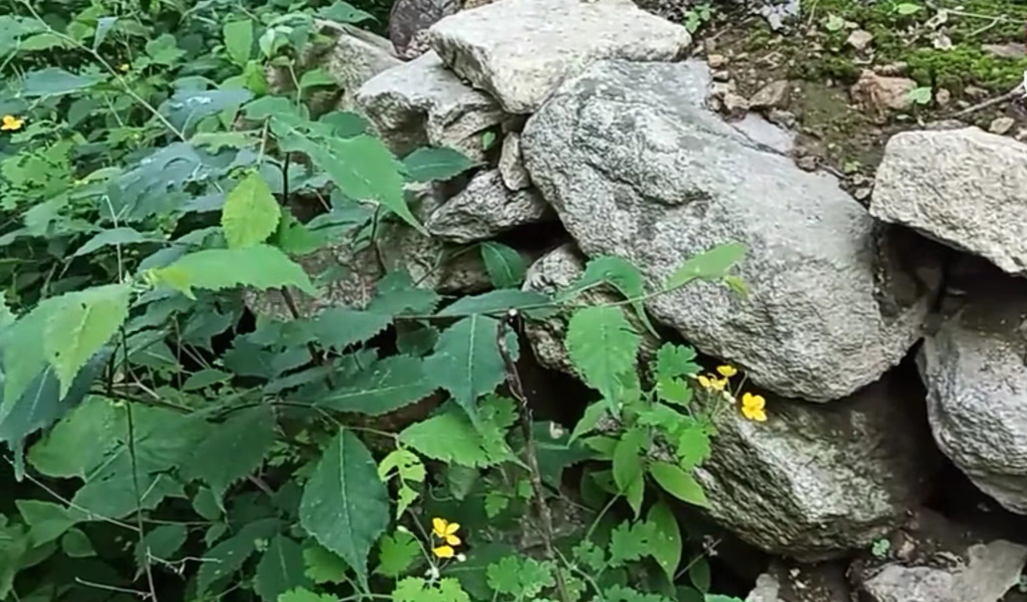 霸王朝山城遺址